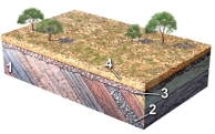 Which of the four numbered features on this figure is the youngest?   A) 1 B) 2 C) 3 D) 4