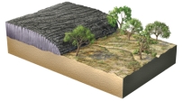 The geologic relationships in this figure indicate that the lava flow:   A) pushed the trees over B) overlies an angular unconformity C) is younger than the landscape surface partially covered by the lava flow D) that materials beneath the lava flow were uplifted from great depth