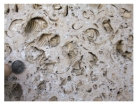 The impressions of fossil shells in this photograph probably indicate that the rock was deposited:   A) by the wind B) in the sea C) in a dry climate D) in a forest