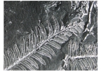 The fossil fern in this photograph probably indicate that the rock was deposited:   A) by the wind B) in the deep ocean C) in the shallow ocean D) on land
