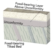 What would fossil ages from the geologic timescale tell us about the age of this unconformity?   A) The unconformity is younger than the fossil ages on the tilted bed. B) The unconformity is older than the fossil ages in layers above the unconformity. C) The amount of time represented by the unconformity can be approximately bracketed by the ages of the fossils above and below. D) All of these.