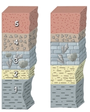 This figure shows two sections of rocks.What is the surest way to correlate a unit in one section to a unit in the other section?   A) match the similar sequence of rocks B) find a distinctive unit in both sections C) find two layers that both contain fossils D) physically trace a unit through the landscape from one section to another