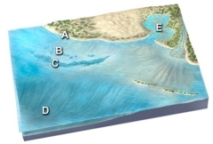 Which of the following environments would most likely consist of sand and/or rounded cobbles?   A) beach at A B) lagoon at B C) coral reef at C D) deep seafloor at D E) tidal flat at E