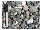 What is the best explanation for the shape of these clasts?   A) they are composed of relatively soft,soluble materials B) they accumulated on a steep slope C) they have been moved by the wind and rounded by blowing sand in sand dunes D) they have been transported a significant distance