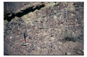What type of rock is shown in this photograph?   A) conglomerate B) breccia C) sandstone D) siltstone or shale