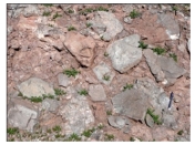 What type of rock is shown in this photograph?   A) conglomerate B) breccia C) sandstone D) siltstone or shale