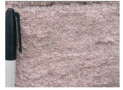 What type of rock is shown in this photograph?   A) conglomerate B) breccia C) sandstone D) siltstone or shale