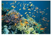 What type of rock would you form in this coral reef?   A) rock salt and other evaporite minerals B) limestone C) coal D) chert E) iron formation