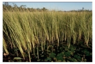 What type of rock would you form in this plant-rich swamp?   A) rock salt and other evaporite minerals B) limestone C) coal D) chert E) iron formation