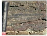 This photograph shows chert.How does it form?   A) evaporation of water in a lake or sea B) accumulation of microscopic organisms composed of calcium carbonate C) precipitation from seawater early in Earth's history D) accumulation of silica-rich organisms or mixing of seawater and groundwater