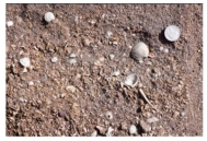 This sandstone includes shells of marine creatures that live in shallow water.What is the most likely environment in which it formed?   A) sand dunes B) river C) beach next to a sea D) deep-water turbidity currents