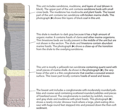 Using the stratigraphic section and photographs located in the textbook (Chapter 7 Investigation) ,determine the environment of deposition for the dark gray shale (there is one correct answer) .   A) steep mountain front B) river system C) sand dunes D) plant-rich swamp E) muddy part of ocean