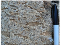 What does this welded texture indicate about the formation of this rock?   A) It formed from an explosive pyroclastic eruption. B) The rock solidified at great depth. C) The magma formed some crystals before rising closer to the surface and solidifying. D) The magma had abundant dissolved gas.