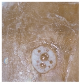What mineral test is shown in this photograph?   A) scratch test B) effervescence C) streak D) magnetism E) specific gravity