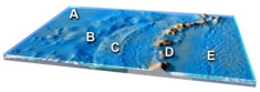Which feature on this figure is formed by melting of mantle above the slab?   A) A B) B C) C D) D E) E