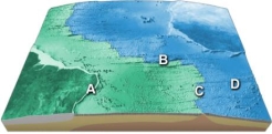 On this map of the South Atlantic,which letter is on a site of seafloor spreading?   A) A B) B C) C D) D E) E