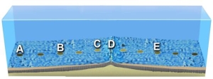 On the accompanying figure,which letter is over the oldest oceanic crust?   A) A B) B C) C D) D E) E