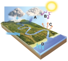 Which arrows in this figure indicates evaporation?   A) A B) B C) C D) D