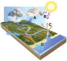 Which arrows in this figure indicates evaporation?   A)  A B)  B C)  C D)  D