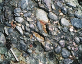 What shape are the pebble-sized particles that make up the rock?   A)  rounded B)  angular