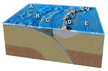 Which feature on this figure is formed by melting of mantle above the slab?   A)  A B)  B C)  C D)  D E)  E
