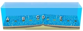 On the accompanying figure, which letter is likely over oceanic crust that is similar in age to that beneath letter E?   A)  A and B B)  B C)  C D)  D