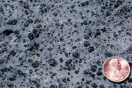 What texture is displayed by the igneous rock in this photograph?   A)  vesicles B)  breccia C)  porphyritic D)  glassy E)  none of these