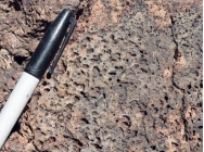What texture is displayed by the igneous rock in this photograph?   A)  vesicles B)  breccia C)  porphyritic D)  glassy E)  none of these
