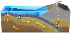 Which number of this figure indicates transfer of thermal energy by conduction?   A)  1, heating of adjacent rocks by a magma B)  2, cooling of hot lithosphere by contact with cooler rocks and seawater C)  3, heating of the subducted plate by contact with hotter overlying materials D)  all of these