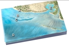 Which of the following environments would most likely form limestone?   A)  beach at A B)  lagoon at B C)  coral reef at C D)  deep seafloor at D E)  tidal flat at E