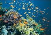 What type of rock would you form in this coral reef?   A)  rock salt and other evaporite minerals B)  limestone C)  coal D)  chert E)  iron formation