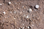 This sandstone includes shells of marine creatures that live in shallow water. What is the most likely environment in which it formed?   A)  sand dunes B)  river C)  beach next to a sea D)  deep-water turbidity currents