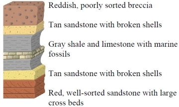 Which of the rock layers in this figure was most likely deposited in a shoreline environment?   A)  the reddish breccia B)  both of the tan sandstones C)  the limestone in the middle of the gray shale D)  the lowest reddish sandstone E)  all of these