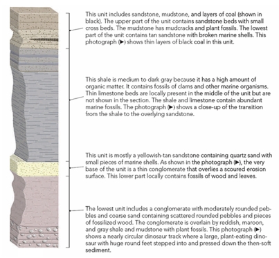 Using the stratigraphic section and photographs located in the textbook Chapter 7 Investigation) , determine the possible environments of deposition for the yellowish-tan sandstone.   A)  steep mountain front B)  beach and a river system C)  middle of a lake D)  plant-rich swamp E)  coral reef