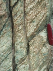 What feature is displayed as the two prominent, vertical lines cutting across the metamorphic rock in the image?   A)  Two thin shear zones B)  Two joints C)  Two igneous intrusions D)  Two layers of foliation