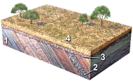 What type of feature is represented by the boundary between geologic units 2 and 3?   A)  cleavage B)  unconformity C)  anticline D)  joint