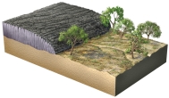 The geologic relationships in this figure indicate that the lava flow:   A)  pushed the trees over B)  overlies an angular unconformity C)  is younger than the landscape surface partially covered by the lava flow D)  that materials beneath the lava flow were uplifted from great depth