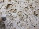 The impressions of fossil shells in this photograph probably indicate that the rock was deposited:   A)  by the wind B)  in the sea C)  in a dry climate D)  in a forest