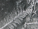 The fossil fern in this photograph probably indicate that the rock was deposited:   A)  by the wind B)  in the deep ocean C)  in the shallow ocean D)  on land