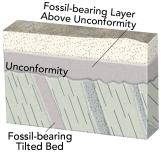 What would fossil ages from the geologic timescale tell us about the age of this unconformity?   A)  The unconformity is younger than the fossil ages on the tilted bed. B)  The unconformity is older than the fossil ages in layers above the unconformity. C)  The amount of time represented by the unconformity can be approximately bracketed by the ages of the fossils above and below. D)  All of these.