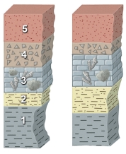This figure shows two sections of rocks. Which of the following is NOT a valid way to correlate one of the numbered units from one section to another?   A)  Units at the top of two sections will automatically be correlative. B)  A distinctive rock type breccia in unit 4)  is probably equivalent to the same rock type in the other section. C)  Match units that contain the same types of index fossils as in unit 3) . D)  The shale in unit 2 is part of a distinctive sequence that is overlain by the same type of fossils.