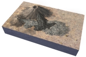 Which of the following might help determine the age of the volcanic features in this figure?   A)  numeric ages B)  how well the shapes of the volcanoes are preserved C)  how well developed soil is on the lava flows D)  all of these