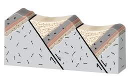 What will happen during movement on these normal faults?   A)  the crust will thicken and the region will be uplifted B)  the crust will thin and the region will be uplifted C)  the fault blocks will rotate in the same direction, like books sliding on a shelf D)  the blocks will be uplifted or downdropped with only minor rotation