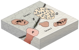 Which feature on this figure formed entirely before joining of these two terranes?   A)  sediment with fossils F)  B)  the overlapping sedimentary unit O)  C)  the pluton P)  D)  the shear zone and fault S)  E)  none of these