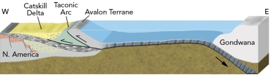 What geologic events are expressed in this cross section showing the interpreted geologic setting of the eastern U.S. during middle Paleozoic time?   A)  the collision of an island arc with eastern North America B)  the collision of a microcontinent with eastern North America C)  a foreland basin D)  a future continental collision E)  all of these