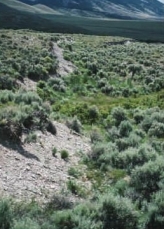 The image shows a surface expression of slip along a normal fault caused by an earthquake. What is the indicated feature?   A)  fault scarp B)  hanging wall C)  graben D)  hypocenter