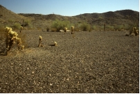 Which of the following landscape features is shown in this photograph?   A)  caliche B)  playa C)  sand dune D)  desert pavement E)  rain forest