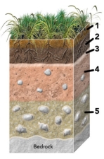 Which of the numbered soil horizons are most likely to represent an accumulation of organic debris?   A)  1 and 2 B)  2 and 3 C)  3 and 4 D)  4 and 5 E)  all of these