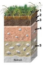 Which of the numbered soil horizons is most likely to have remnants of weathered bedrock?   A)  1 B)  2 C)  3 D)  4 E)  5