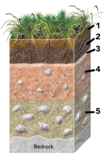 Which of the numbered soil horizons is most likely to have clay or calcium carbonate?   A)  1 B)  2 C)  3 D)  4 E)  5